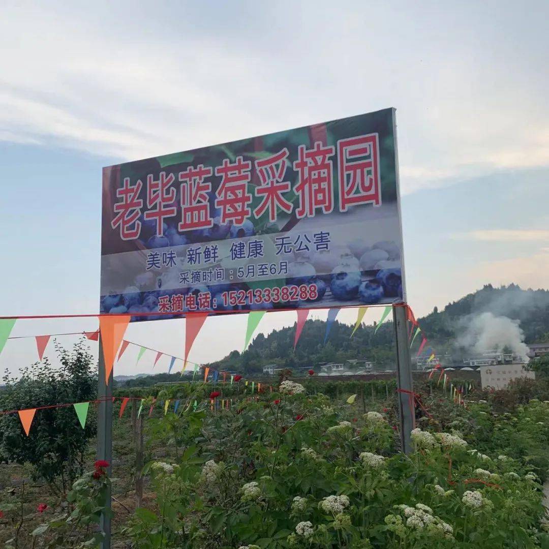 五一去哪儿耍这里可以采摘蓝莓初恋小番茄