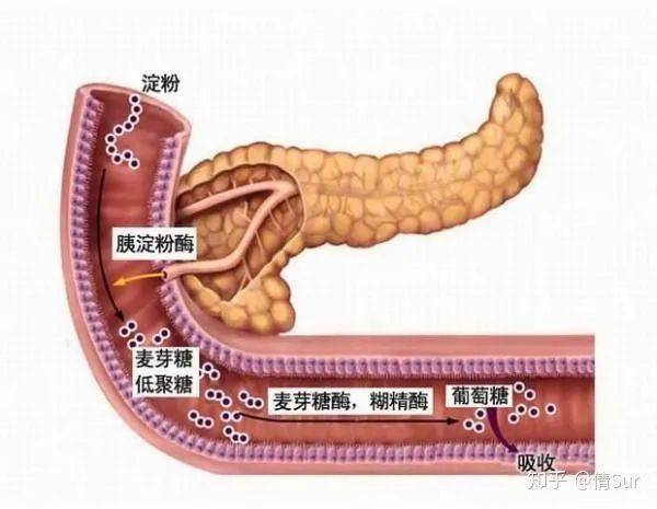 糖类消化吸收过程图图片