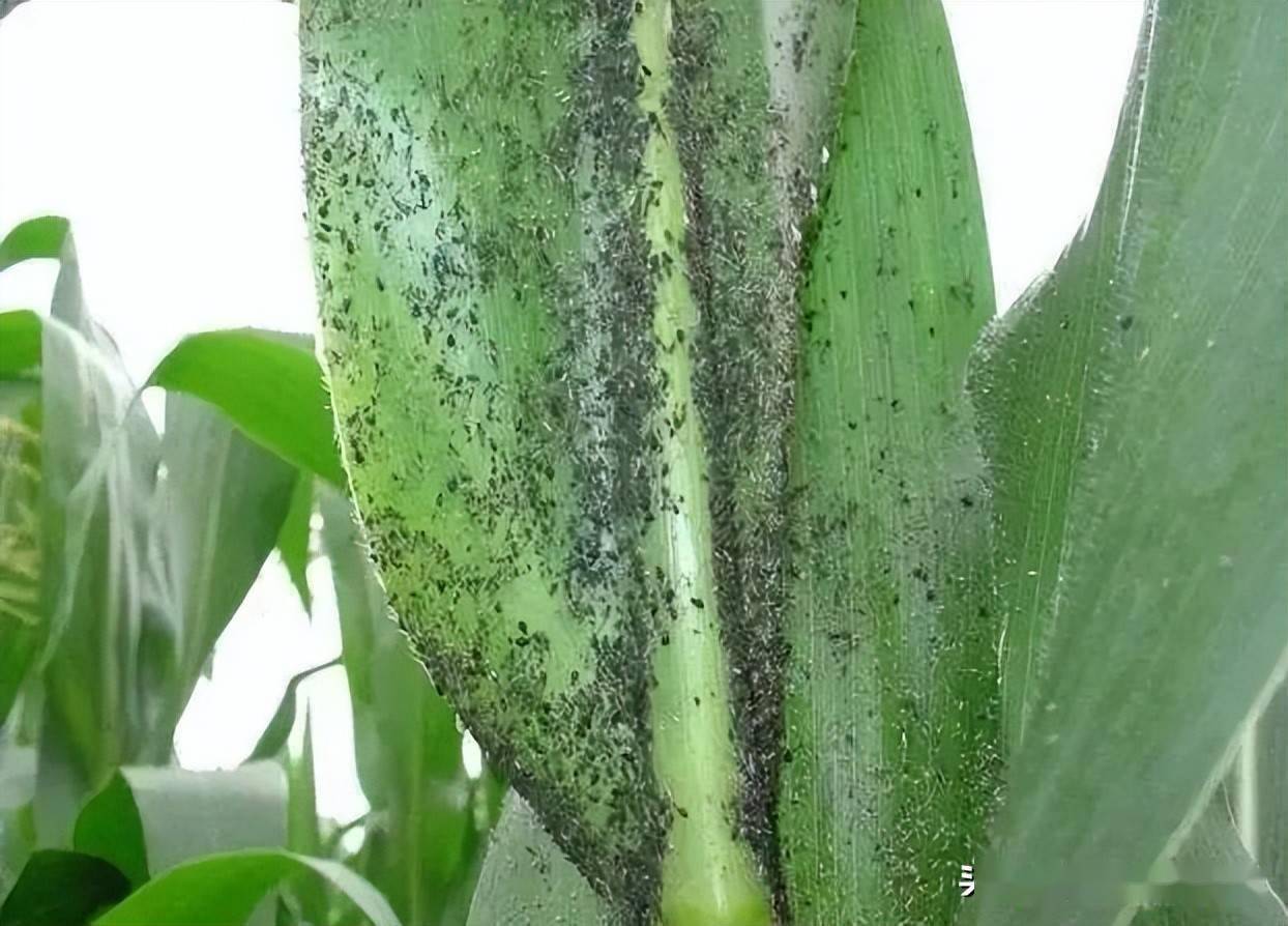 玉米常见病虫高清图谱一文教你快速识别和预防玉米病虫害