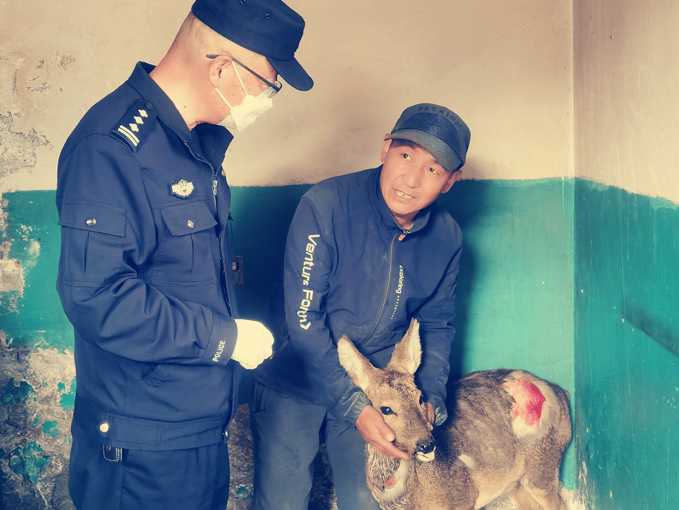 大通森警紧急救助野生动物