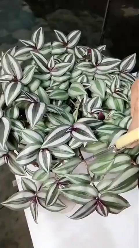 吊竹梅扦插简单易懂