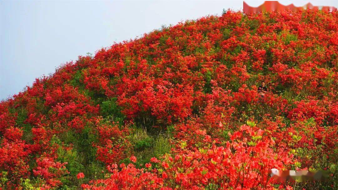 【关注】黄平县大高山:杜鹃花开红艳 风景秀丽迷人_谷陇镇_游客_漫山