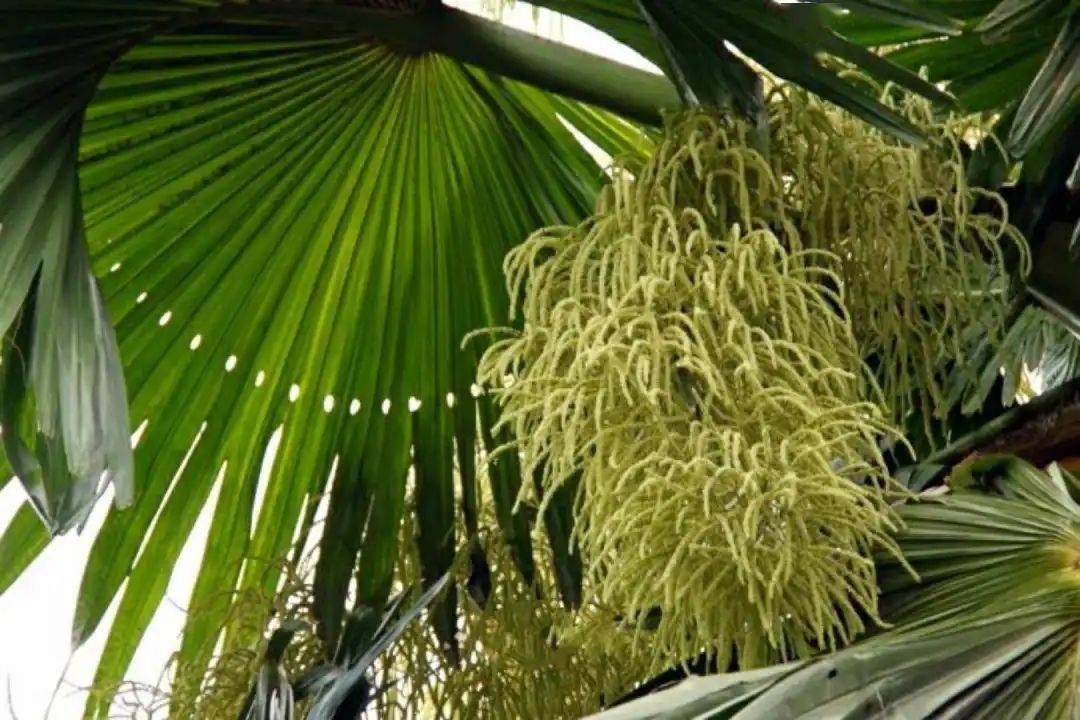 "贝多"是梵语pattra(即叶,文书)的音译,pattra原指学名为laurus oas