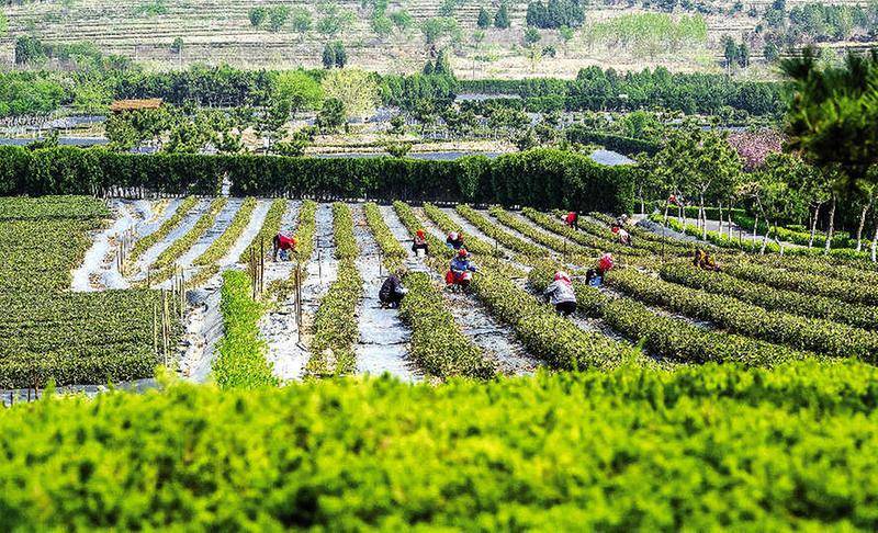 碧水青山茶叶产地图片