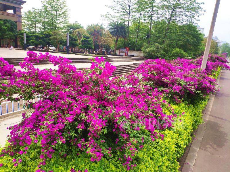 紫色三角梅,奔"夏"而来_柳州市_炎热夏日里_绿化带