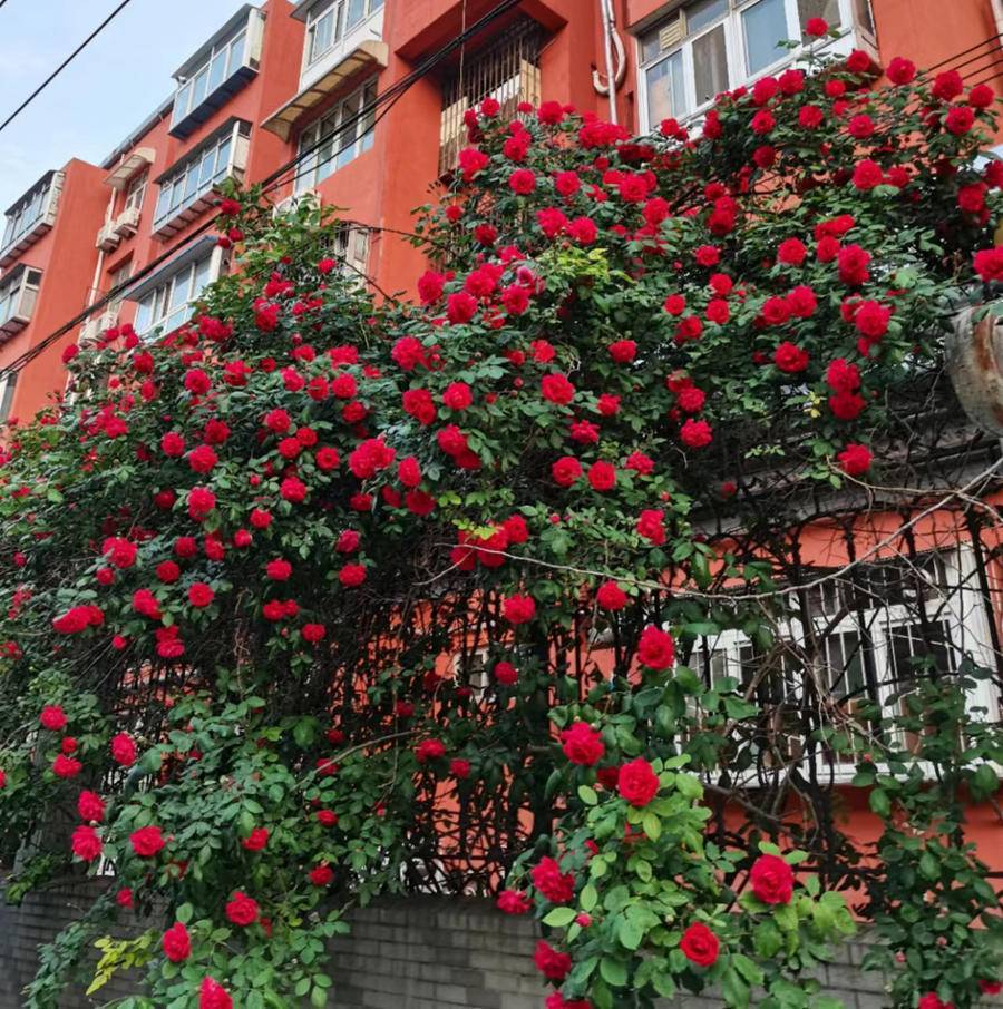 火红蔷薇开正艳