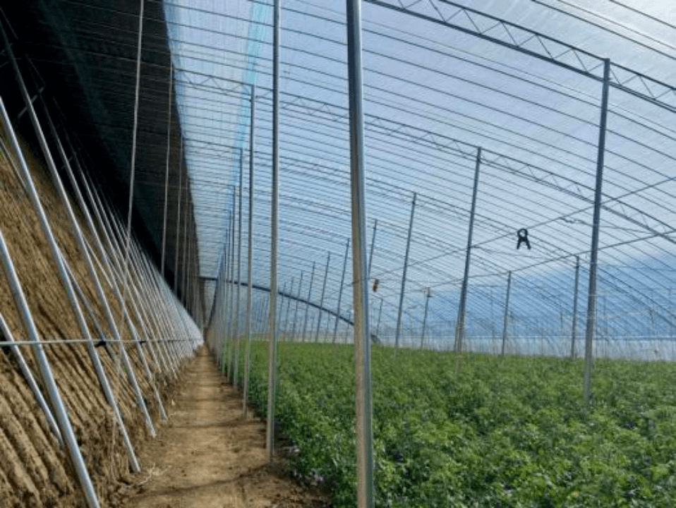 温室类型大不同带您了解土墙日光温室