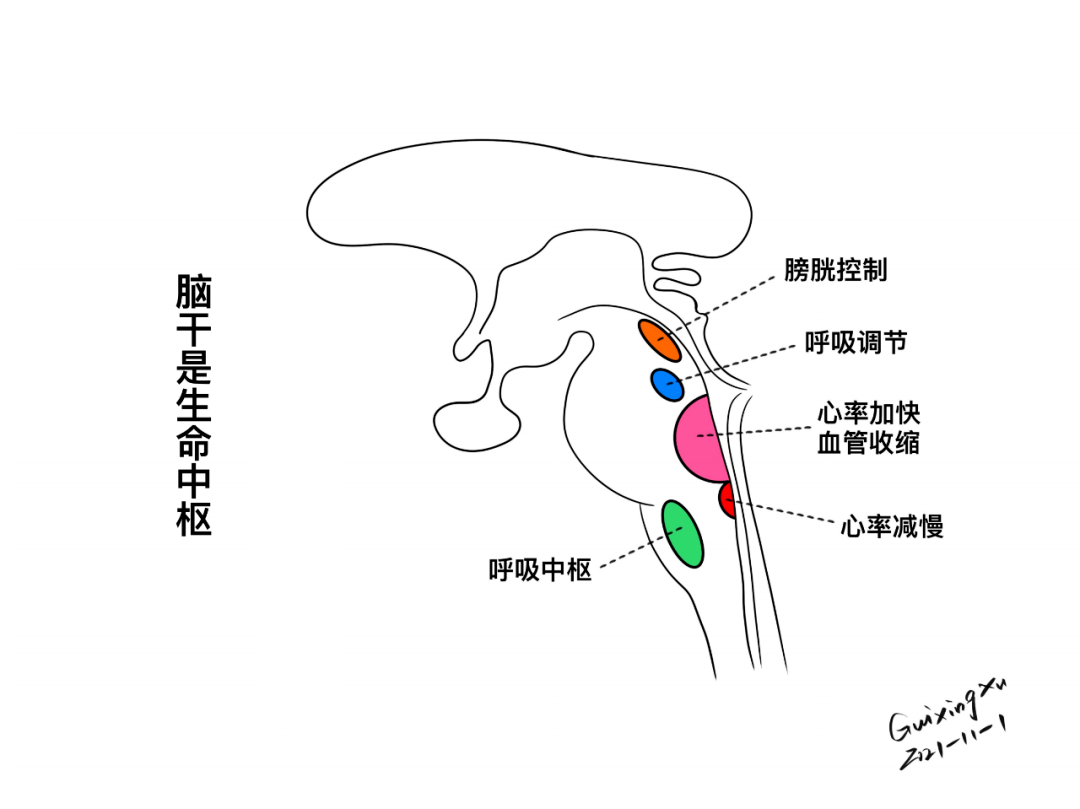 脑干与颅神经的解剖与临床_异议_小脑_通路