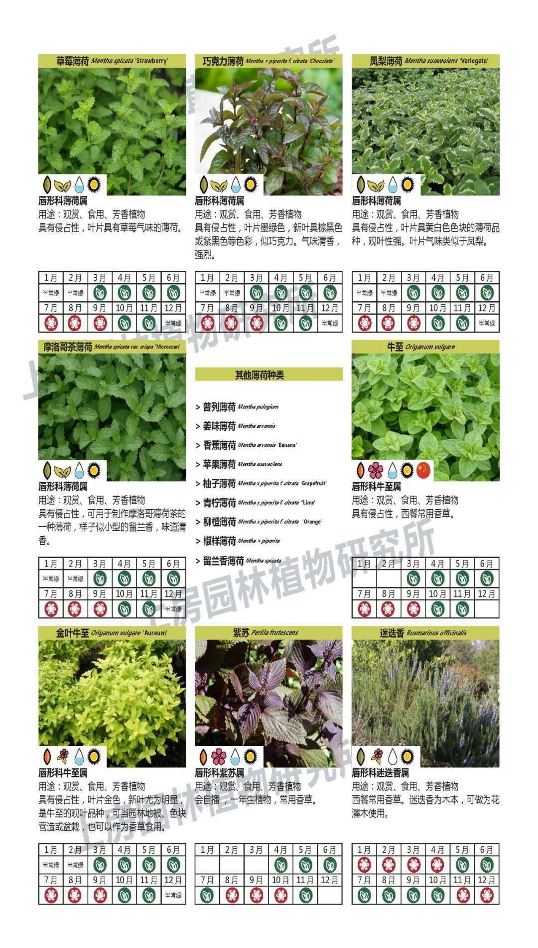 芳香植物及其创新应用(附品种目录)_种植_香草_活动