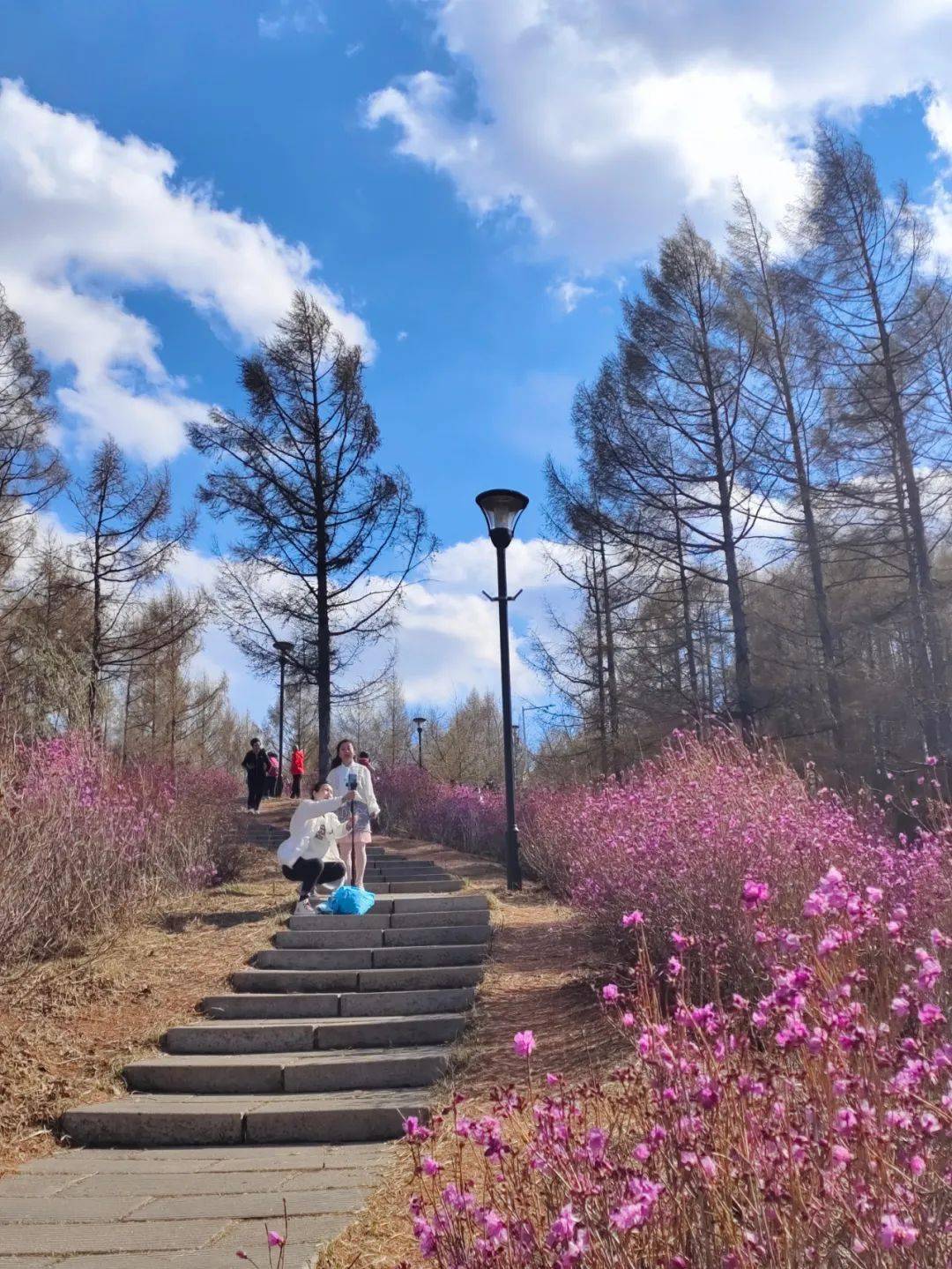 鹤岗北山公园简介图片