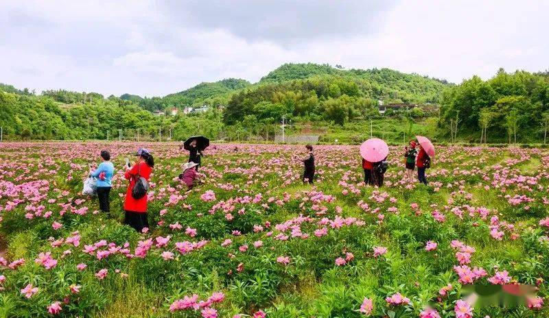 芍药种植基地(芍药种植基地在哪里)