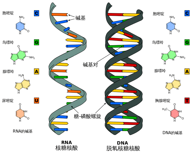 dna碱基结构图图片