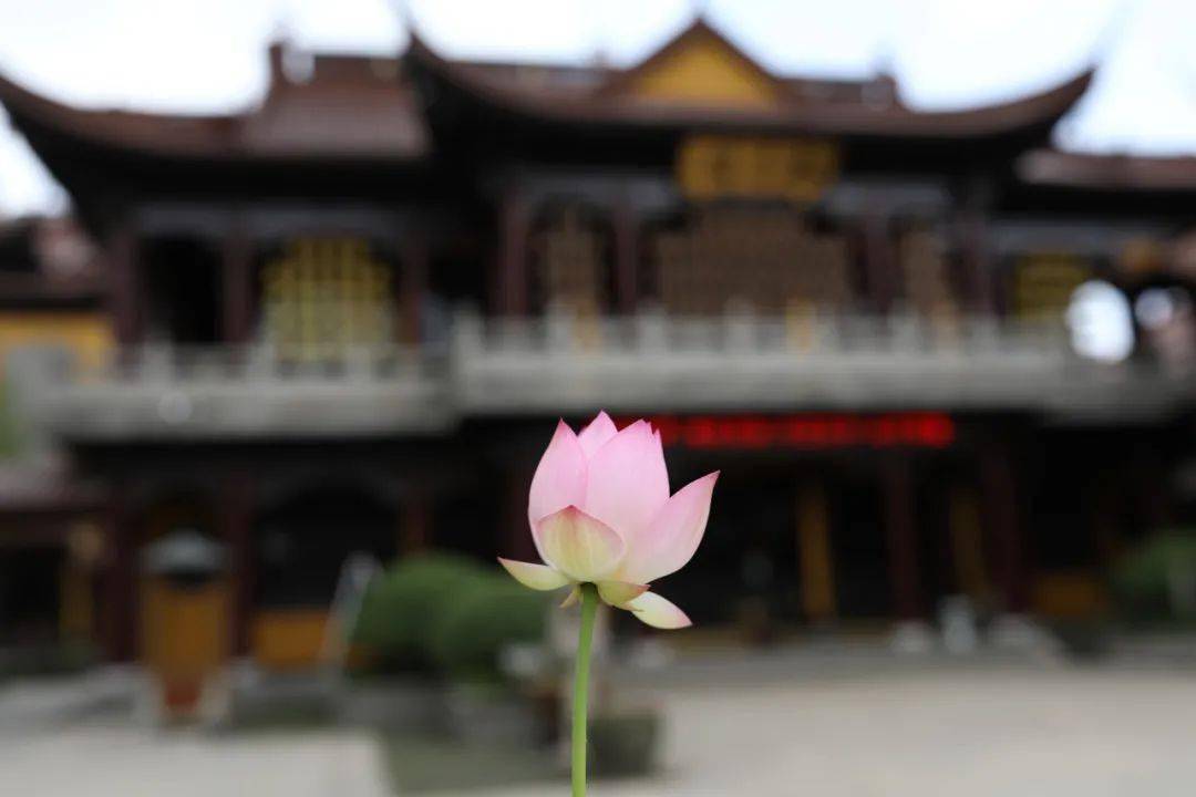 香花供佛這22種佛教花您都知道嗎