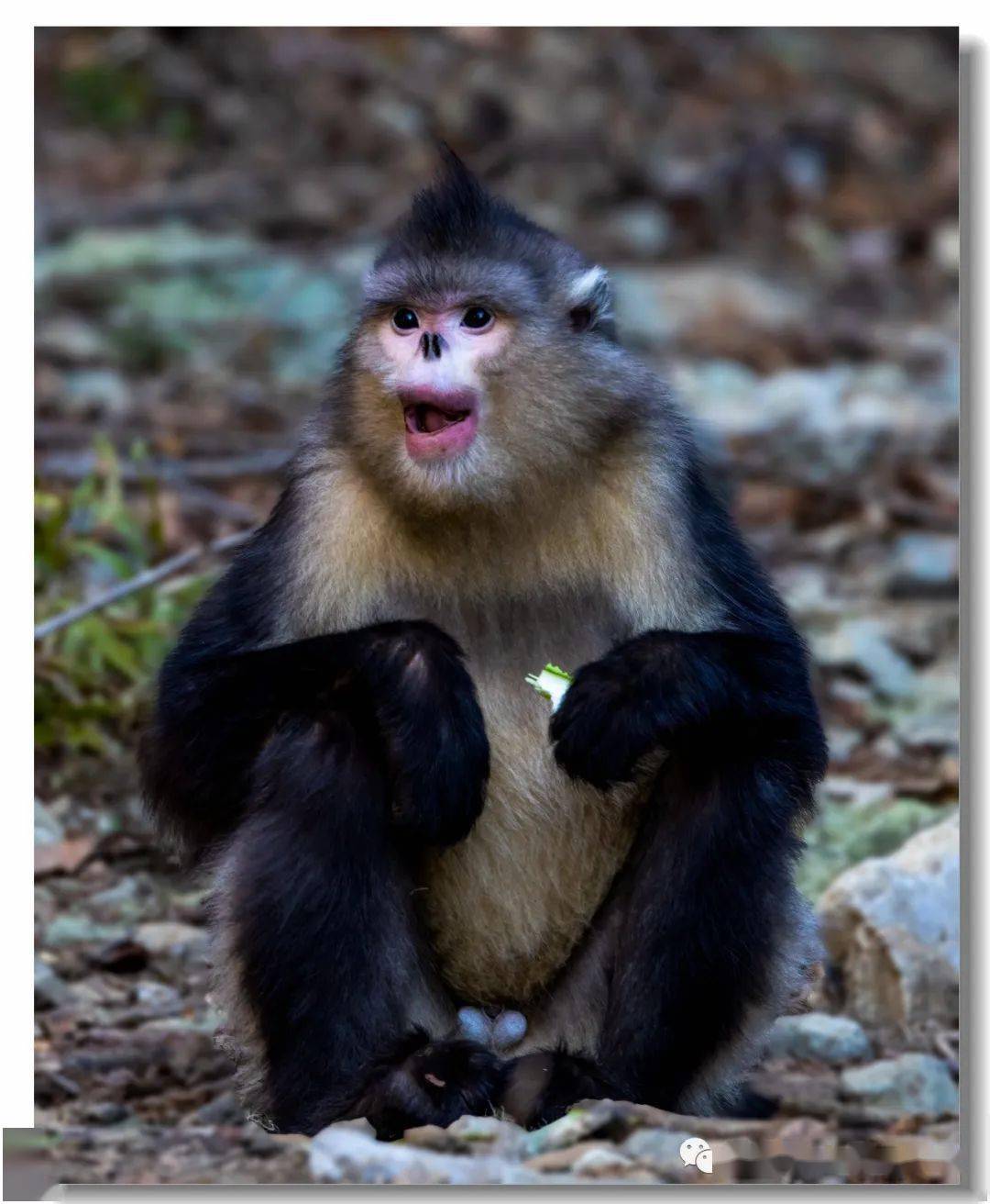 云南风情之一_保护_动物_中国