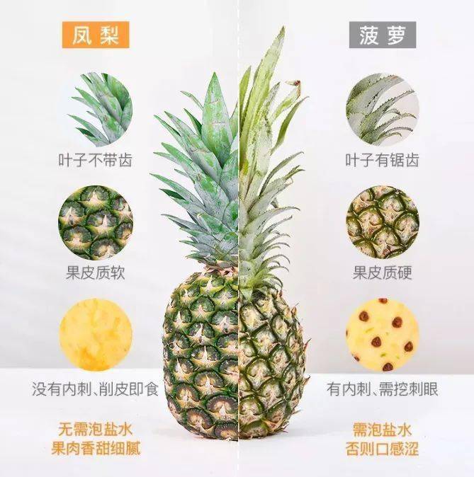 凤梨和菠萝有什么区别?