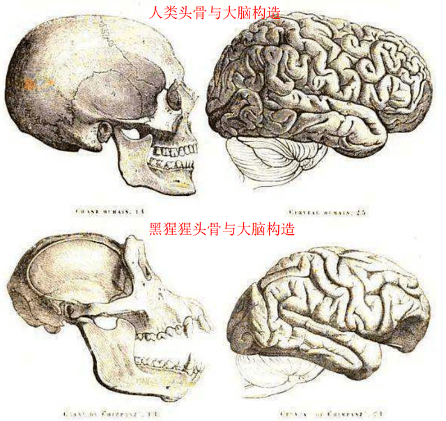 类人猿脑容量图片