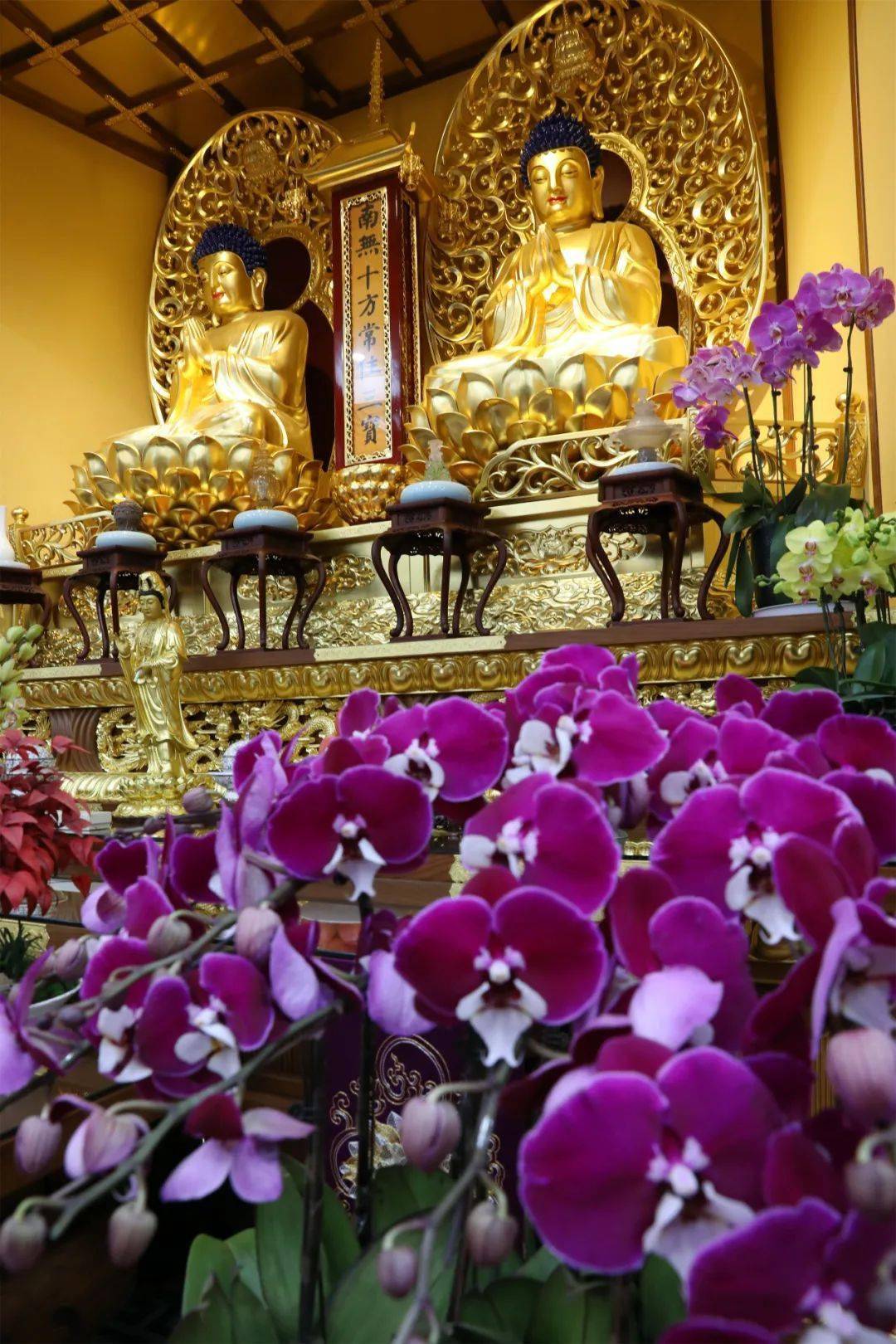 香花供佛 这22种 佛教花 您都知道吗 黄姜花 菩萨 睡莲 香花供佛 这22种 佛教花 您都知道吗 黄姜花 菩萨 睡莲