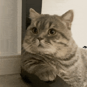日常聊天表情包 i 我能做你的臭宝吗_熊猫头_音超_时候
