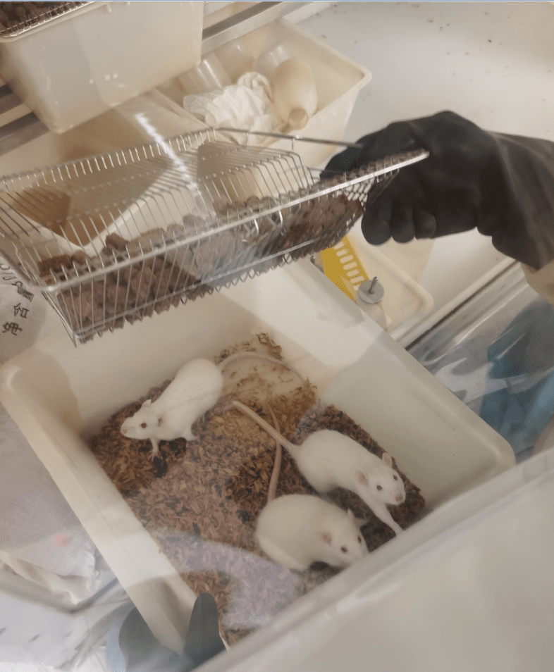 为了实验鼠和斑马鱼上海130多人团队坚守张江园区一个多月