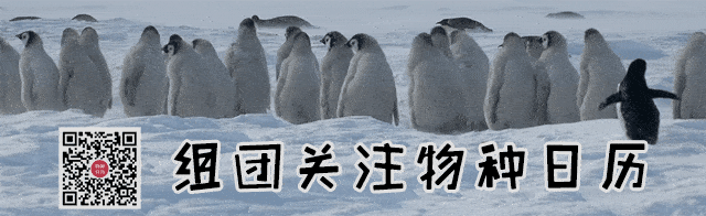 17种常见鸟鸣辨别指南：整天喊“光棍好苦”的原来是它！
