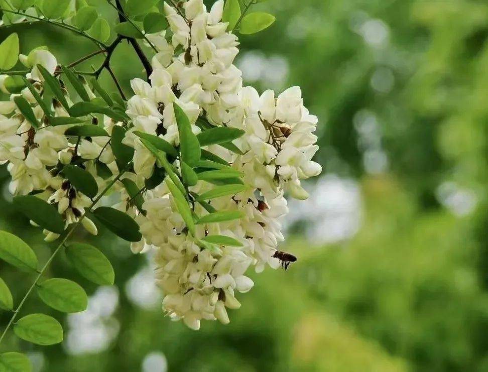 易门铜厂 舌尖上的春天 春风 清水 棠梨花