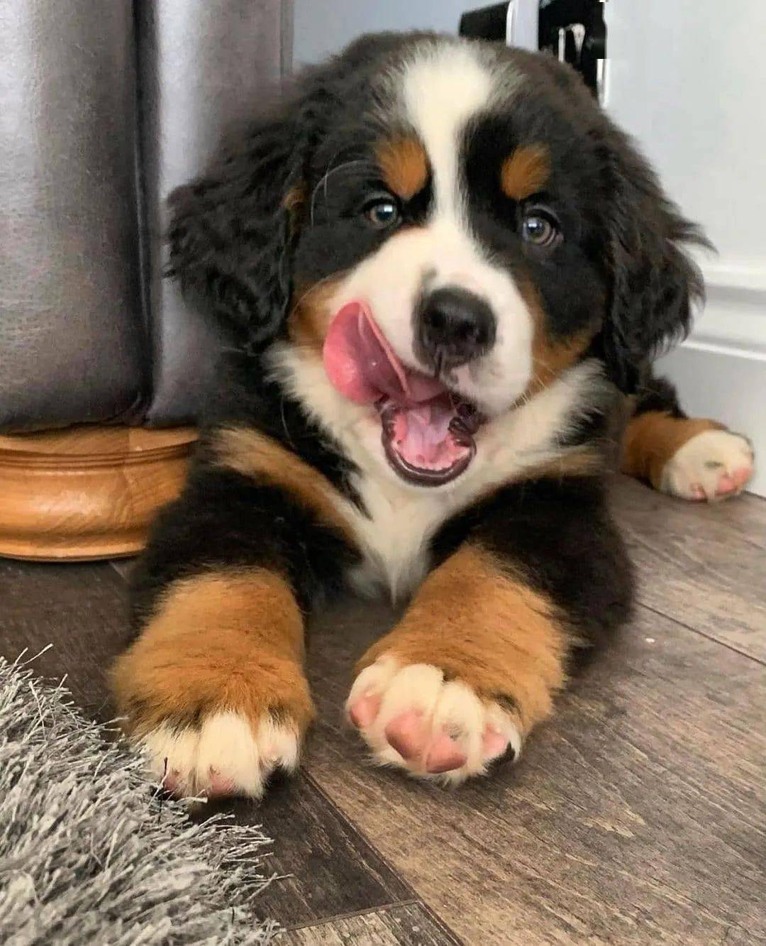 不开心就来吸小伯恩山吧,没什么困难是小伯医生不能解决的!