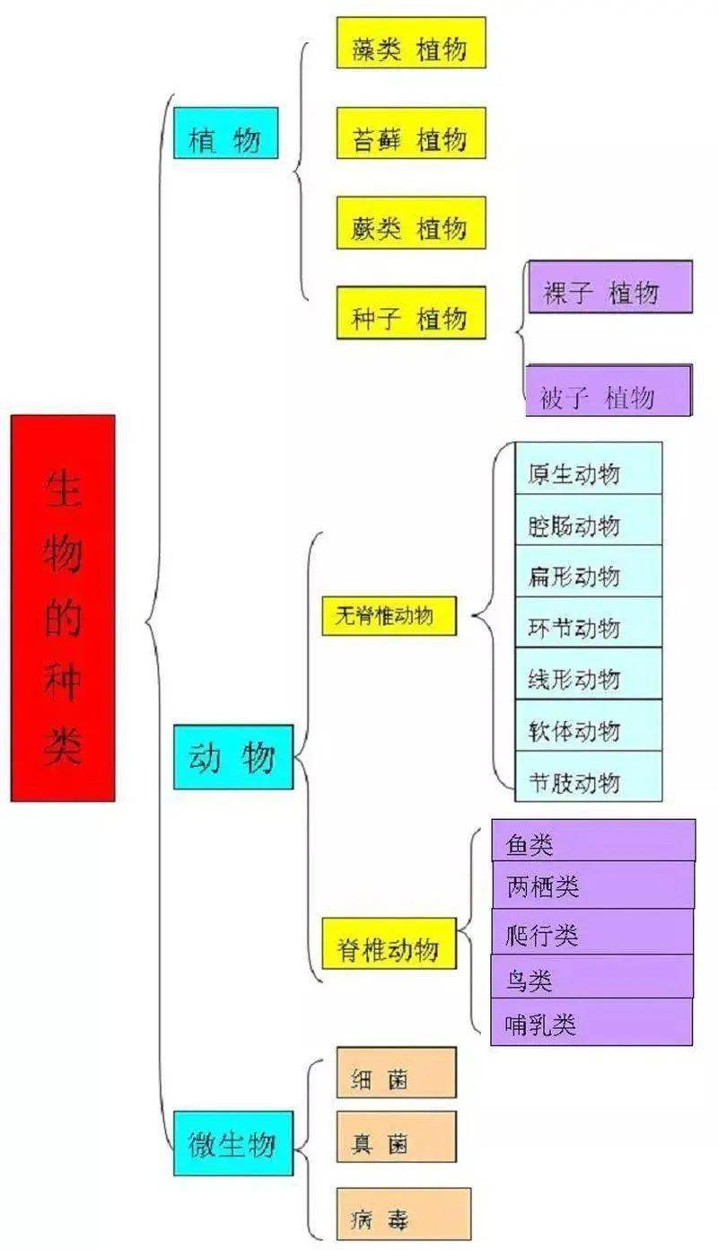 12张知识结构图帮你扫清初中生物知识点