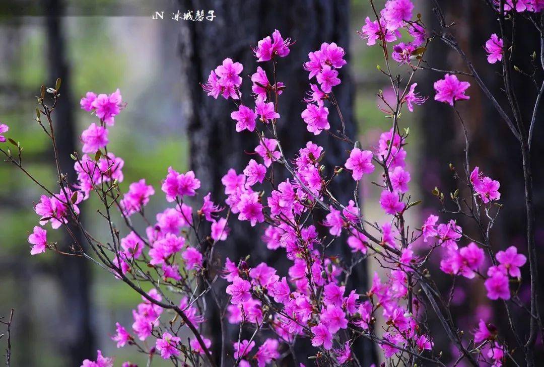 五月把大兴安岭的红杜鹃送给你