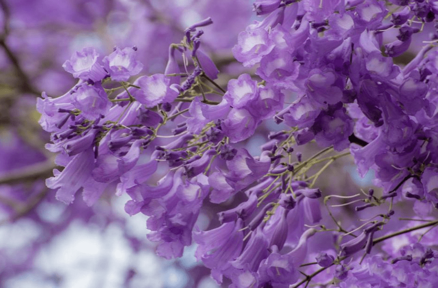 清新浪漫远观花朵繁盛,近看妙曼多姿优雅的紫色层层叠叠随风摇曳蓝