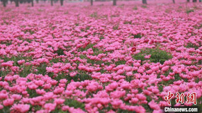 安徽亳州 芍药花开香满城 云上 赏花话养生 旅游 活动 胡泓炜