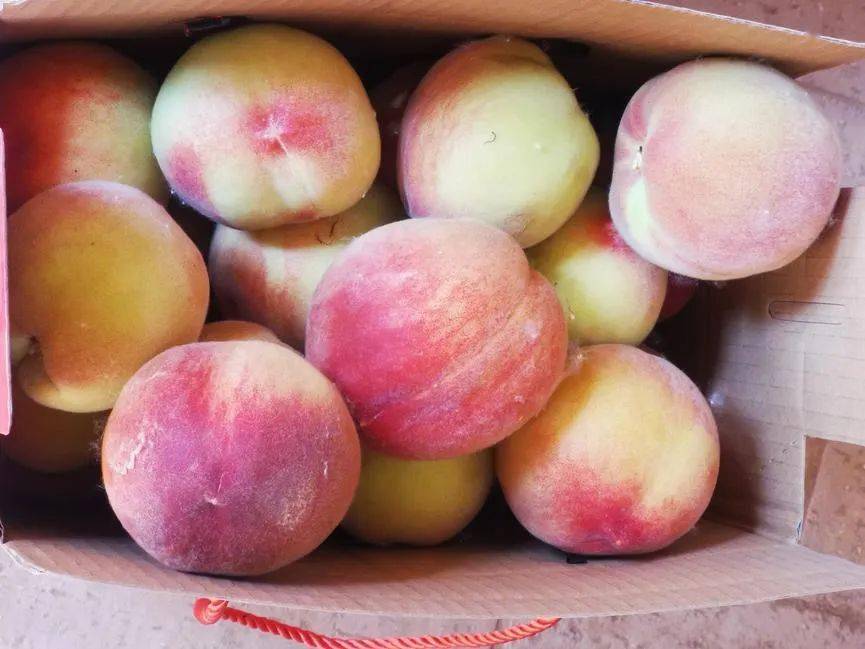 盐池县花马池镇曹尼洼民俗村的桃子熟了