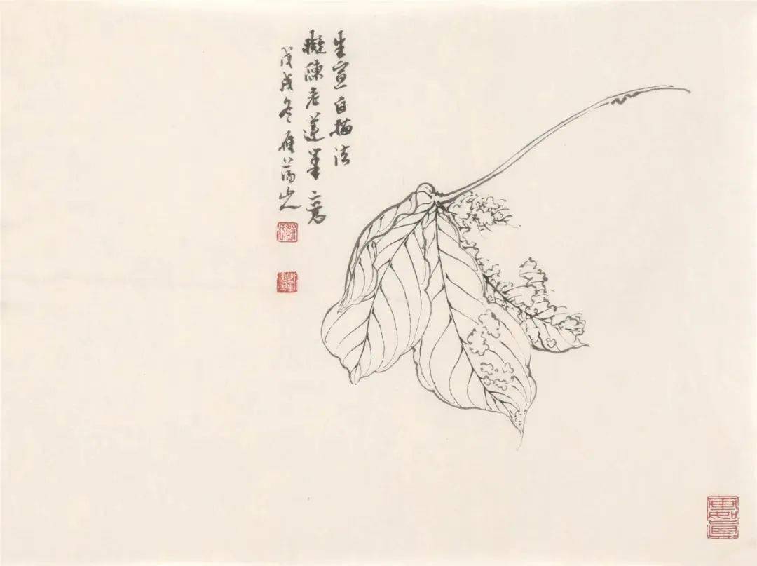 劉海勇 臨陳洪綬《折枝殘葉圖》陸抑非 白描花卉 (芙蓉)劉海勇 擬