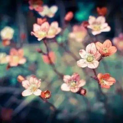 剪字为诗:五月,紫藤花开_过往_时光_风为歌