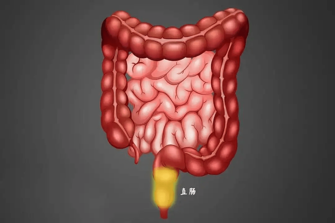 大便前头干硬后边软粘是怎么回事医生告诉您答案