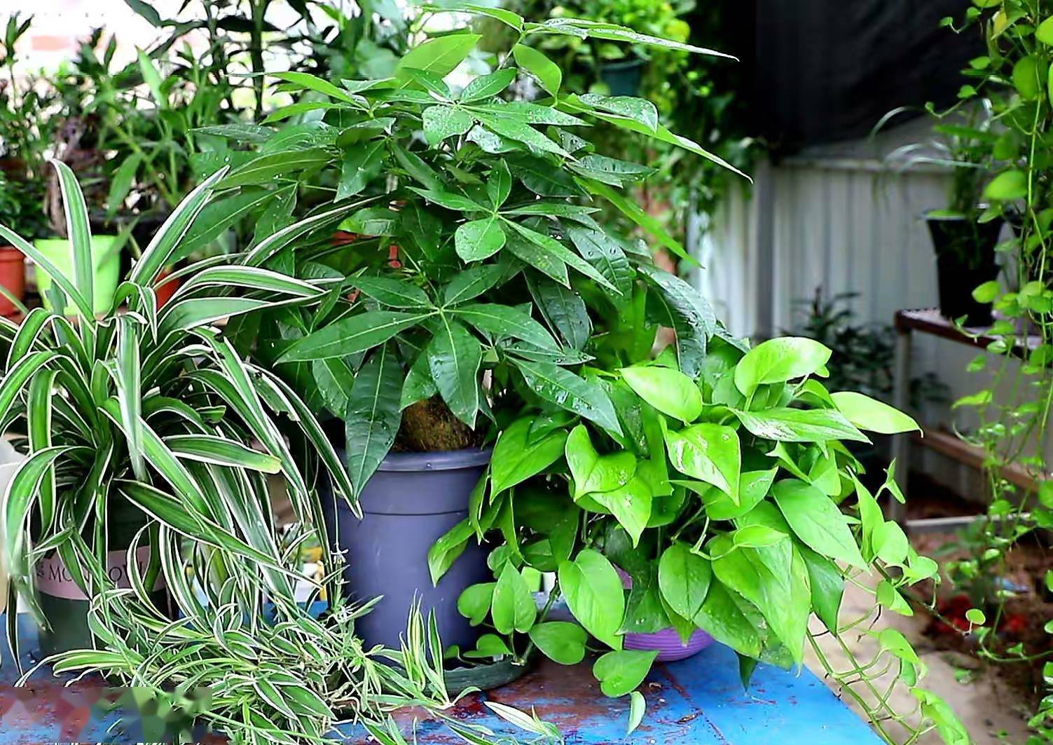 客厅养这3种绿植枝叶茂密空气质量更好犹如漂亮小森林