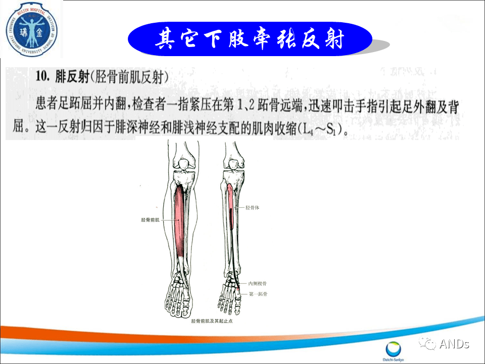 神经系统反射检查_sign_阳性_前臂