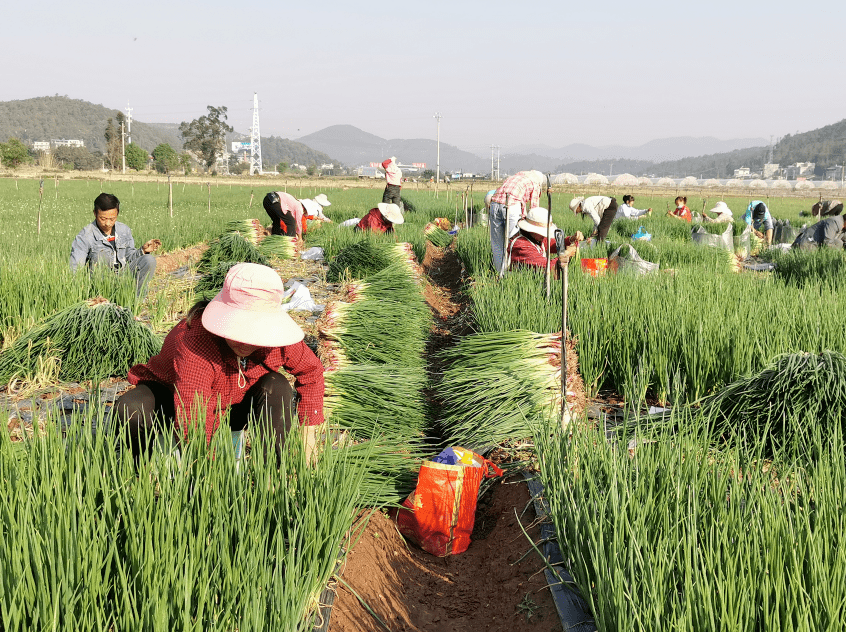 县共在龙川镇,沙桥镇通过土地流转,规模种植的方式发展香葱种植800亩