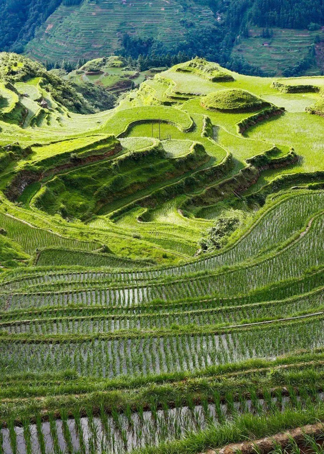 夏天_梯田_自然