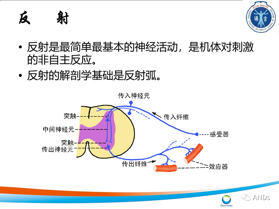 包括角膜反射,腹壁反射和提睾反射等.