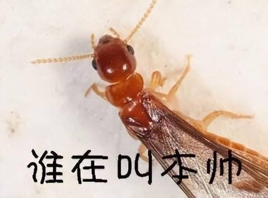 水蚁大军杀到所有人家都被拆了专家支招灭虫未来几天注意关上门窗