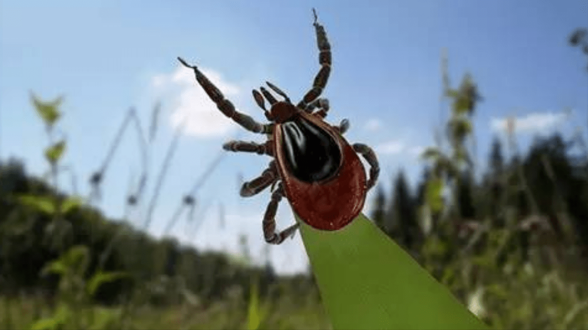 原创这种小虫子很危险有人被咬后大小便失禁住进icu更有甚者丧命