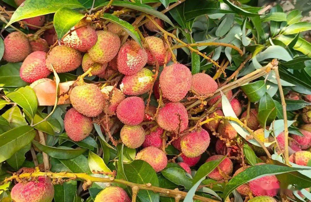 采摘攻略元江这些水果好吃停不住