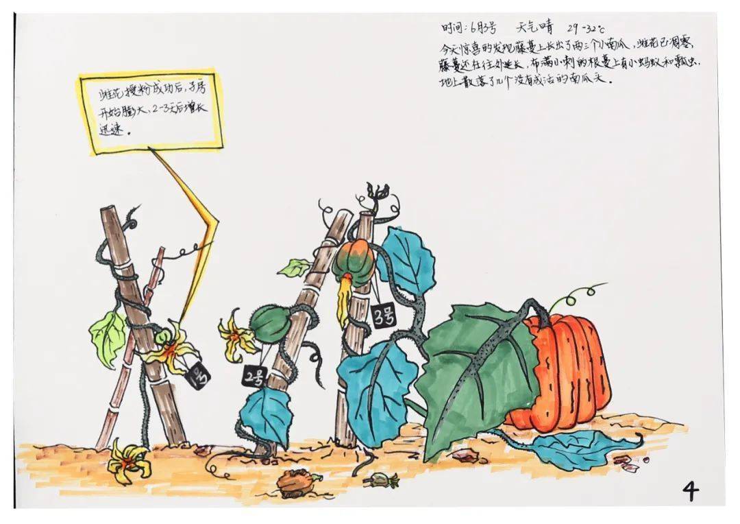 "五一"低碳云科普系列 | 自然笔记欣赏no.04_作品_南瓜_朱宇轩