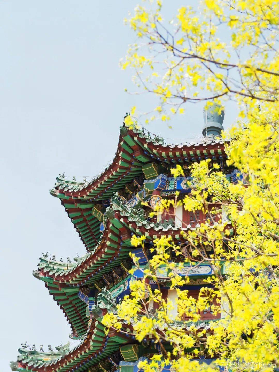 惊艳12句诗词收藏最美青岛春天