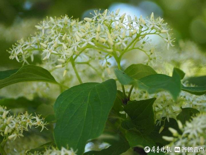 济南千佛山满树白花是流苏?它叫毛梾_山茱萸_木本油料_周青
