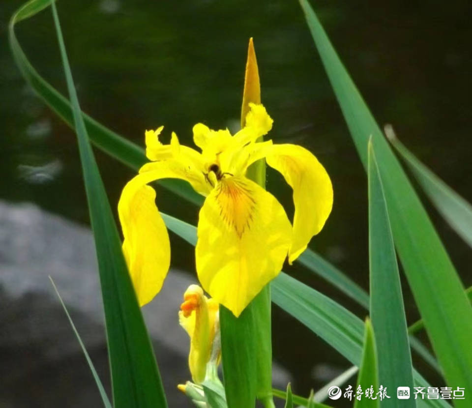 五一摄影 家 翩翩起舞黄菖蒲 风韵优雅花枝秀 永奎 摄影 菖蒲 五一摄影 家 翩翩起舞黄菖蒲 风韵优雅花枝秀 永奎 摄影 菖蒲