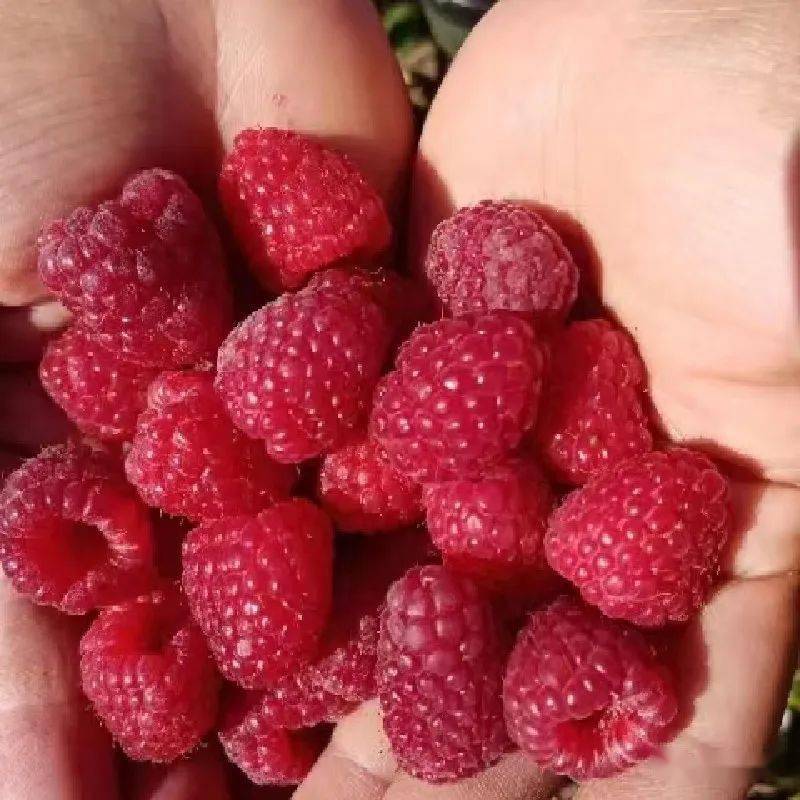 波尔卡红树莓双季大果品种口感好硬度高耐储存产量高