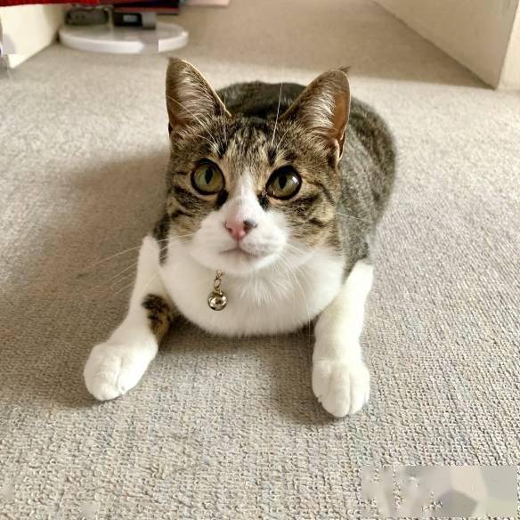 揣手手香箱座喵星人神奇折手手姿势新品种毛螃蟹