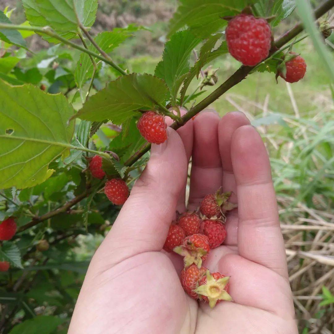 三月泡果实营养丰富所含的各种成分易被人体所吸收而且具有