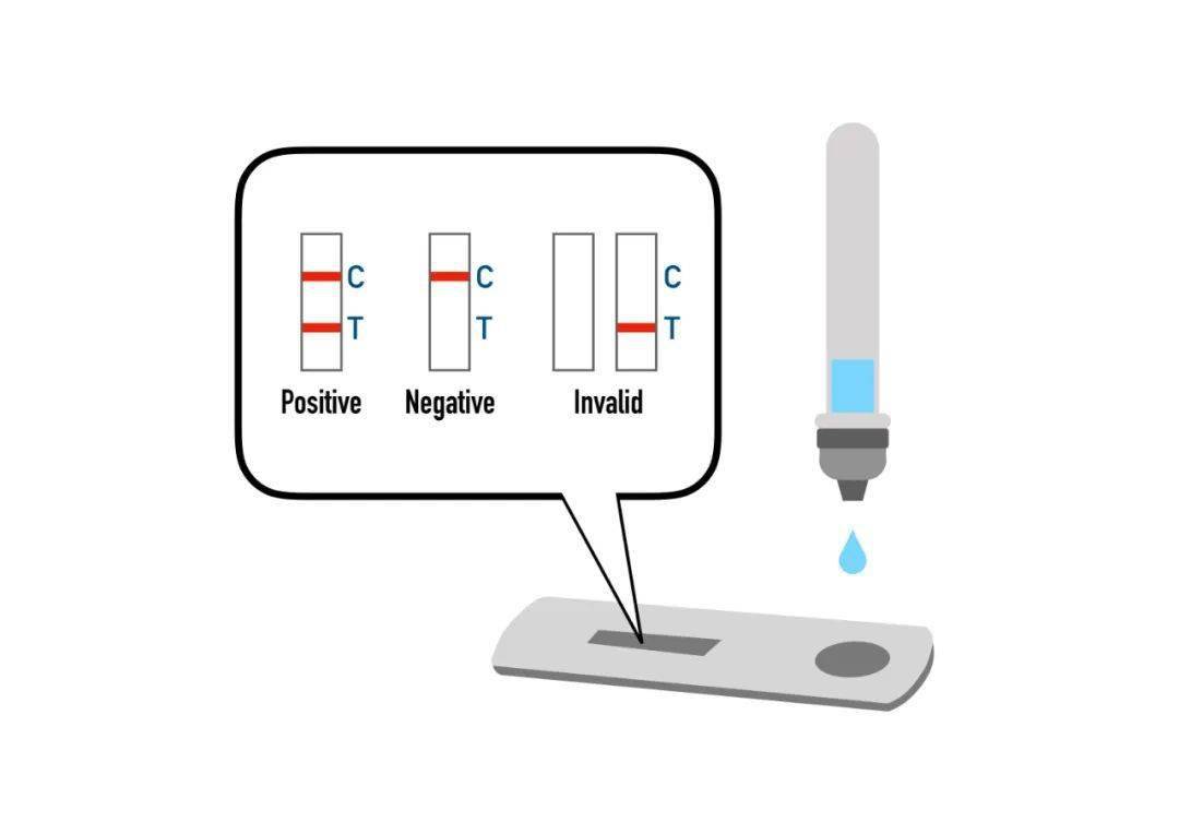 此时,样本液体会溶解在这里等待的"乘客"(胶体金和新冠病毒抗体的结合